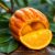 Ugli fruit – zdrowy owoc z Jamajki pełen wartości odżywczych